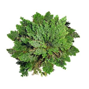 Planta De La Abundancia Belleza Y Prosperidad En Casa